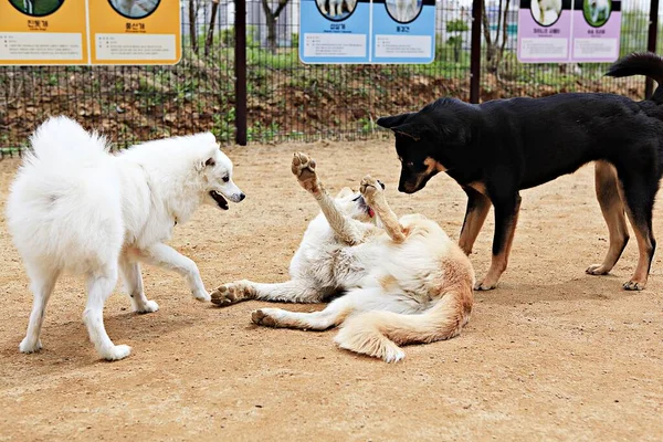 Egy Kutyapark Koreában — Stock Fotó