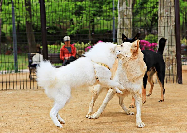 Est Parc Pour Chiens Corée — Photo