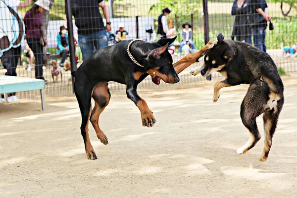 Tohle Psí Park Korei — Stock fotografie