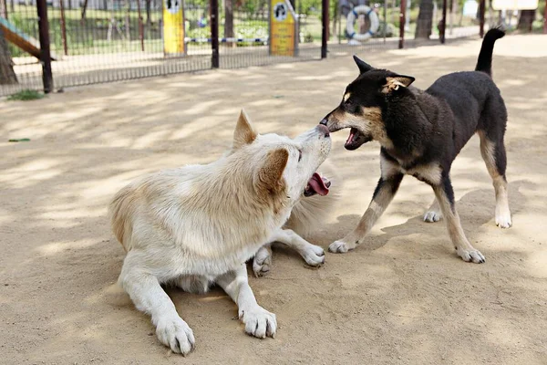 Est Parc Pour Chiens Corée — Photo