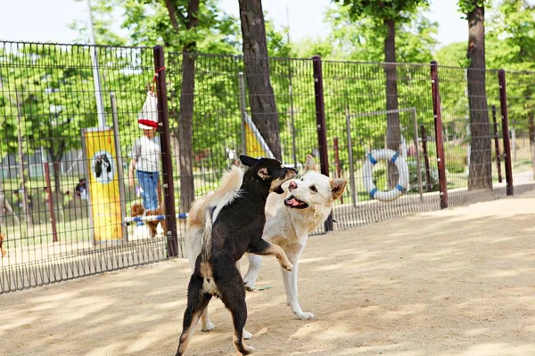 Egy Kutyapark Koreában — Stock Fotó