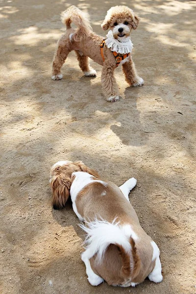 Est Parc Pour Chiens Corée — Photo