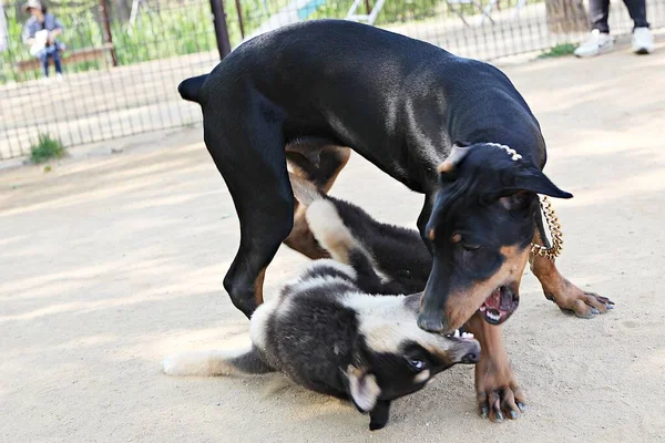 Burası Kore Bir Köpek Parkı — Stok fotoğraf