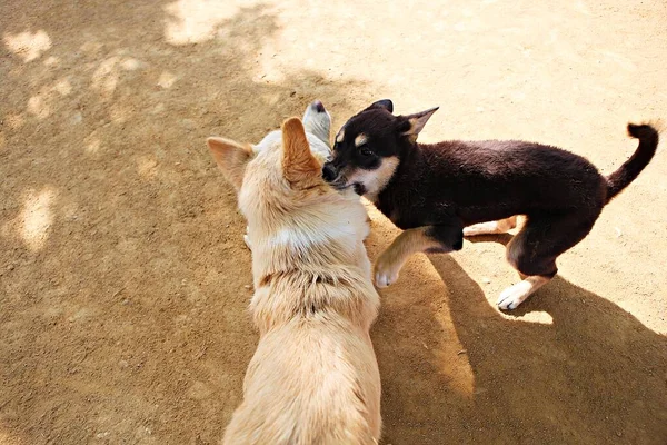 これは韓国の犬の公園です — ストック写真