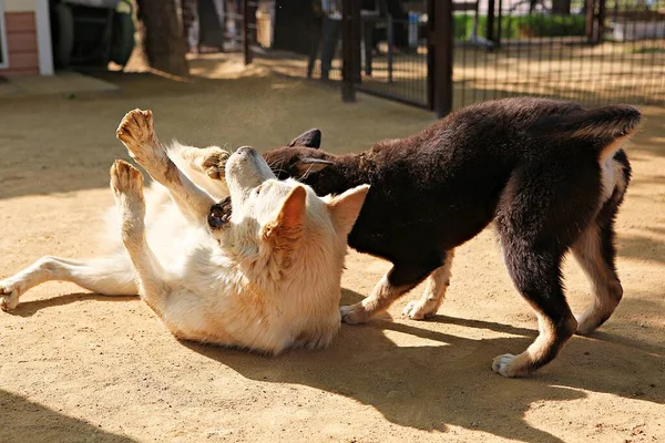 Egy Kutyapark Koreában — Stock Fotó