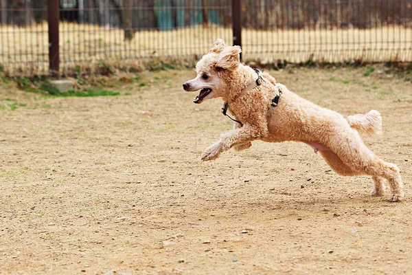 Est Parc Pour Chiens Corée — Photo