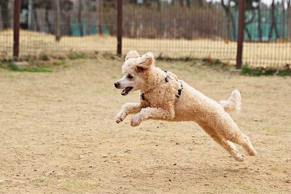 Est Parc Pour Chiens Corée — Photo