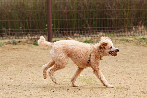 Est Parc Pour Chiens Corée — Photo