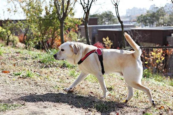 Est Parc Pour Chiens Corée — Photo