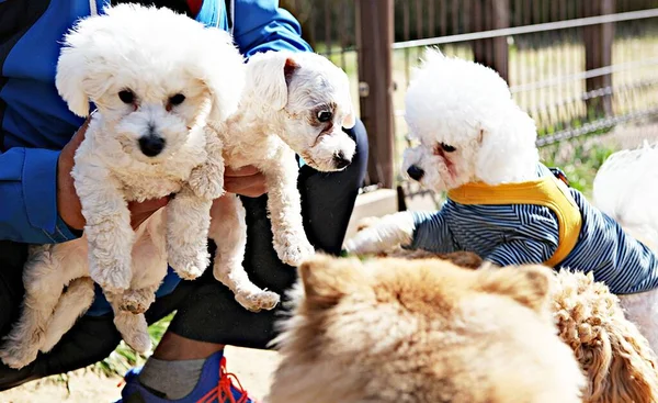 Tohle Psí Park Korei — Stock fotografie