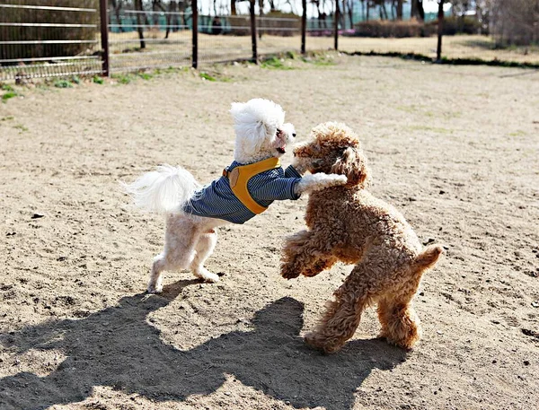 Burası Kore Bir Köpek Parkı — Stok fotoğraf