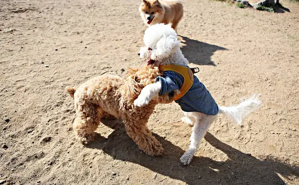 Este Parque Perros Corea — Foto de Stock