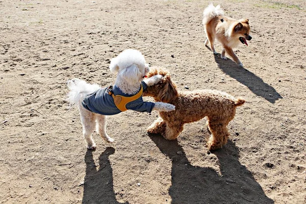 Est Parc Pour Chiens Corée — Photo