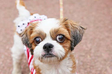 Burası Kore 'de bir köpek parkı.