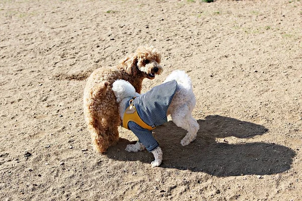 Ini Adalah Taman Anjing Korea — Stok Foto