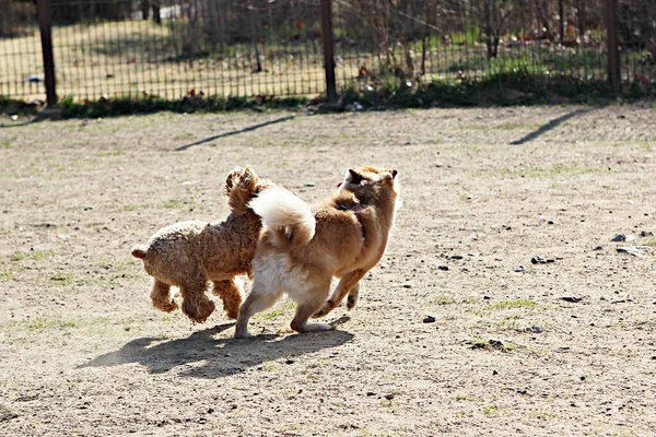 Este Parque Perros Corea —  Fotos de Stock