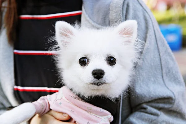 Isto Parque Cães Coreia — Fotografia de Stock