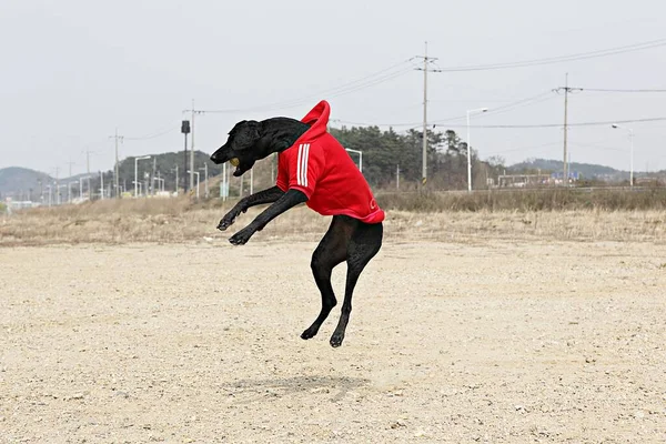 Dies Ist Ein Hundepark Korea — Stockfoto