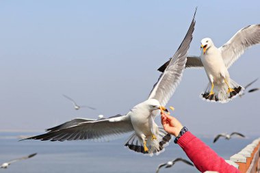 Bu bir Kore martısı.