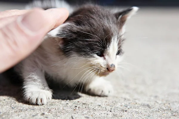 Gato Animal Coreano — Fotografia de Stock