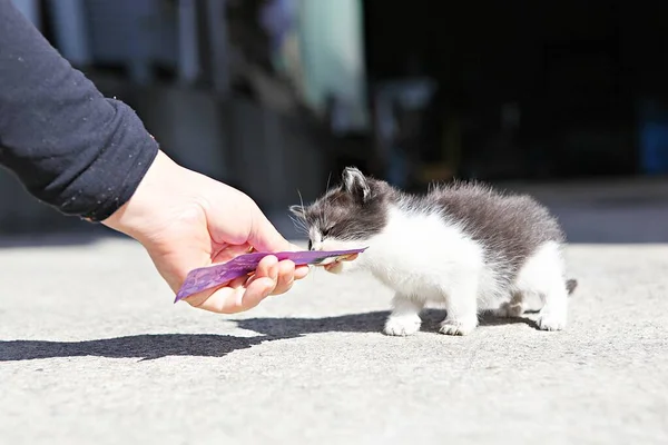 Gato Animal Coreano — Fotografia de Stock