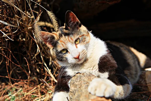 Korean Animal Cat — Stock Photo, Image