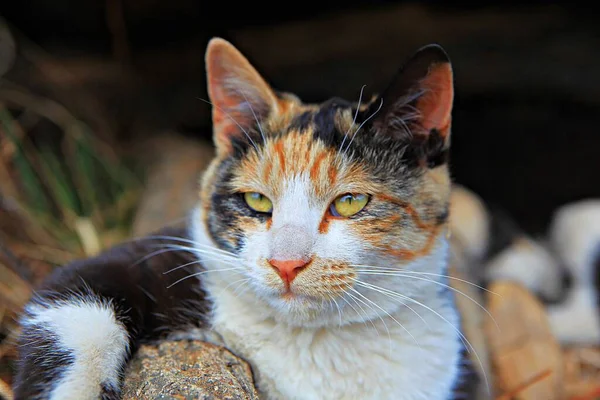Gato Animal Coreano — Fotografia de Stock