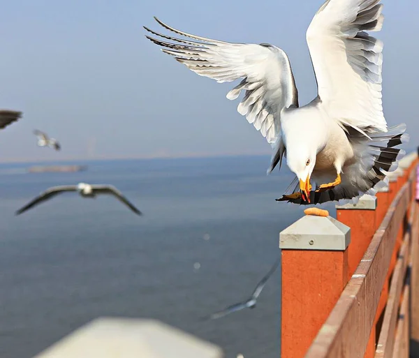 Dies Ist Eine Koreanische Möwe — Stockfoto