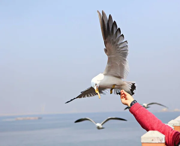 Dies Ist Eine Koreanische Möwe — Stockfoto