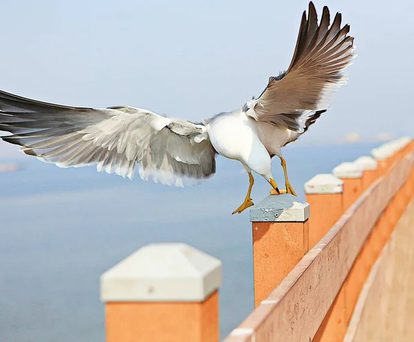 Dies Ist Eine Koreanische Möwe — Stockfoto