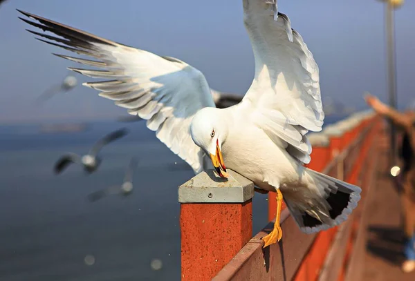 Dies Ist Eine Koreanische Möwe — Stockfoto