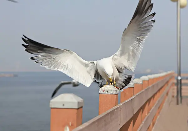 Isto Uma Gaivota Coreia — Fotografia de Stock