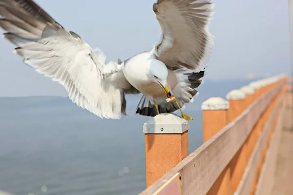 Dies Ist Eine Koreanische Möwe — Stockfoto