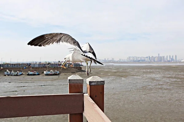 Dies Ist Eine Koreanische Möwe — Stockfoto