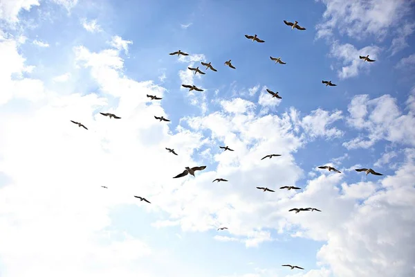 Isto Uma Gaivota Coreia — Fotografia de Stock