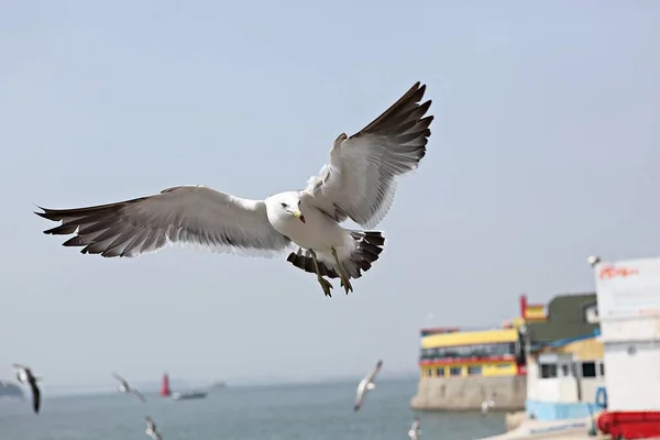 Dies Ist Eine Koreanische Möwe — Stockfoto