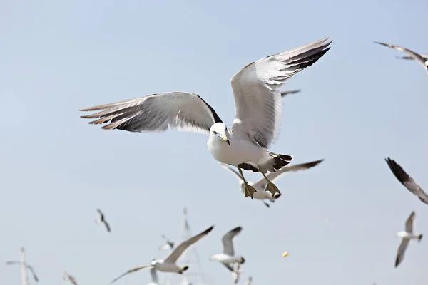 Isto Uma Gaivota Coreia — Fotografia de Stock