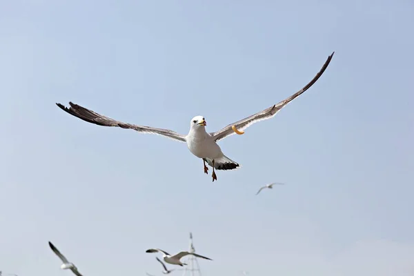 Isto Uma Gaivota Coreia — Fotografia de Stock