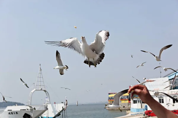 Korea Seagull — Stock Photo, Image