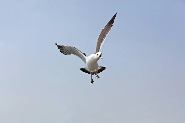 Isto Uma Gaivota Coreia — Fotografia de Stock