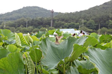 Bu bir serçe. Kore parkında tanıştım.