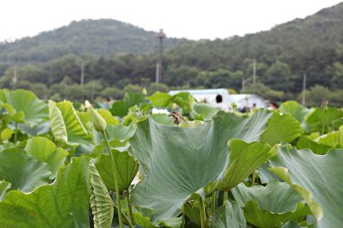 Bu bir serçe. Kore parkında tanıştım.