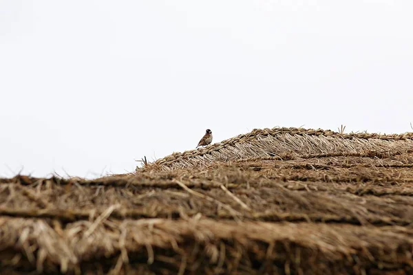 Dies Ist Ein Sperling Traf Sich Einem Koreanischen Park — Stockfoto