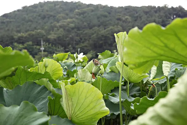 Este Pardal Que Conheci Num Parque Coreano — Fotografia de Stock