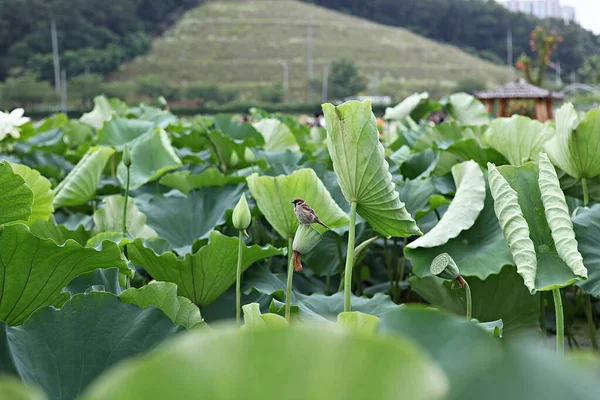 Este Gorrión Que Conocí Parque Coreano — Foto de Stock