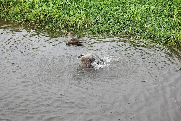 Duck Met Ecological Park Korea — стоковое фото