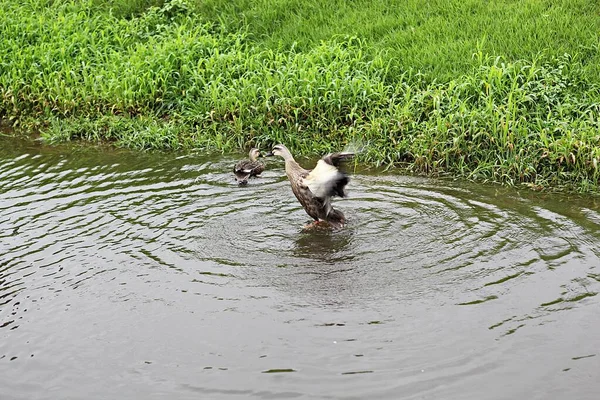 Dit Een Eend Die Ontmoette Een Ecologisch Park Korea — Stockfoto