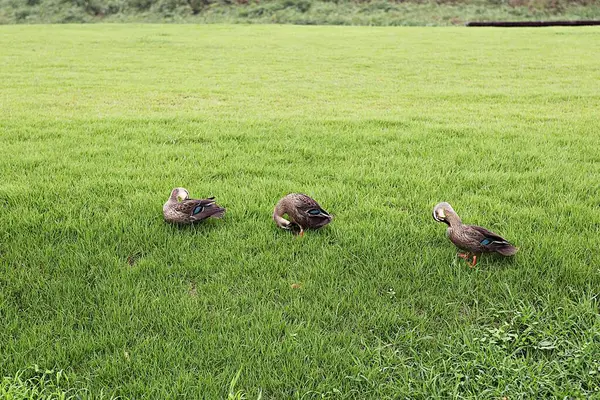 Este Pato Que Conheci Num Parque Ecológico Coreia — Fotografia de Stock