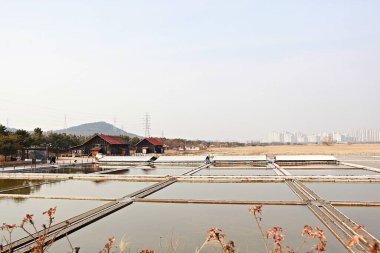 Kore tuzunu yapan bir tuz tavasıdır.