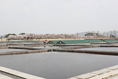 Kore tuzunu yapan bir tuz tavasıdır.